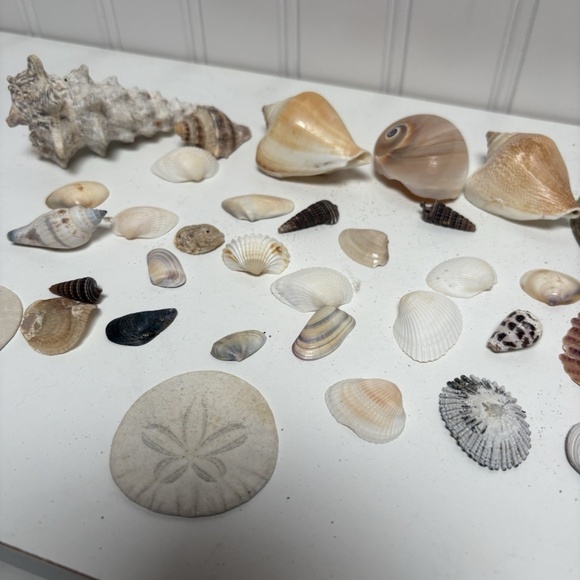 Seashells Lot Of 33 Pieces Small Shells Clam Scallop Snail Conch NO Sand Dollars - Picture 3 of 5